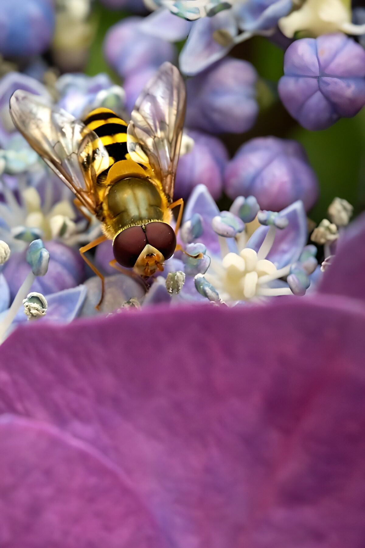OCCOM4219334: Buzzing Beauty on Blooming Petals