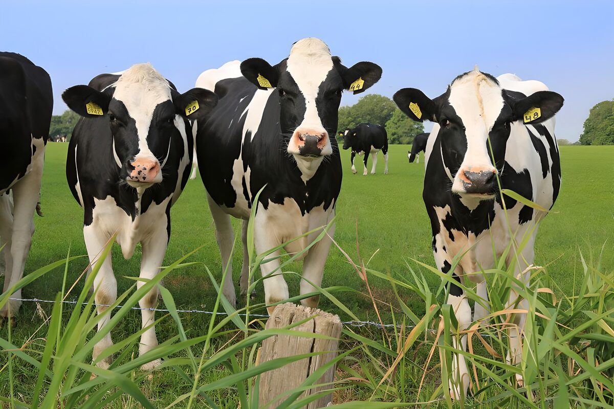 Curious Cows in a Green Pasture