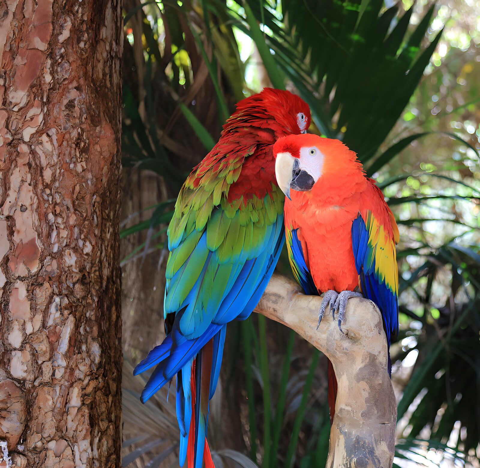 OCCOM5161477: Colorful Macaws in Harmony