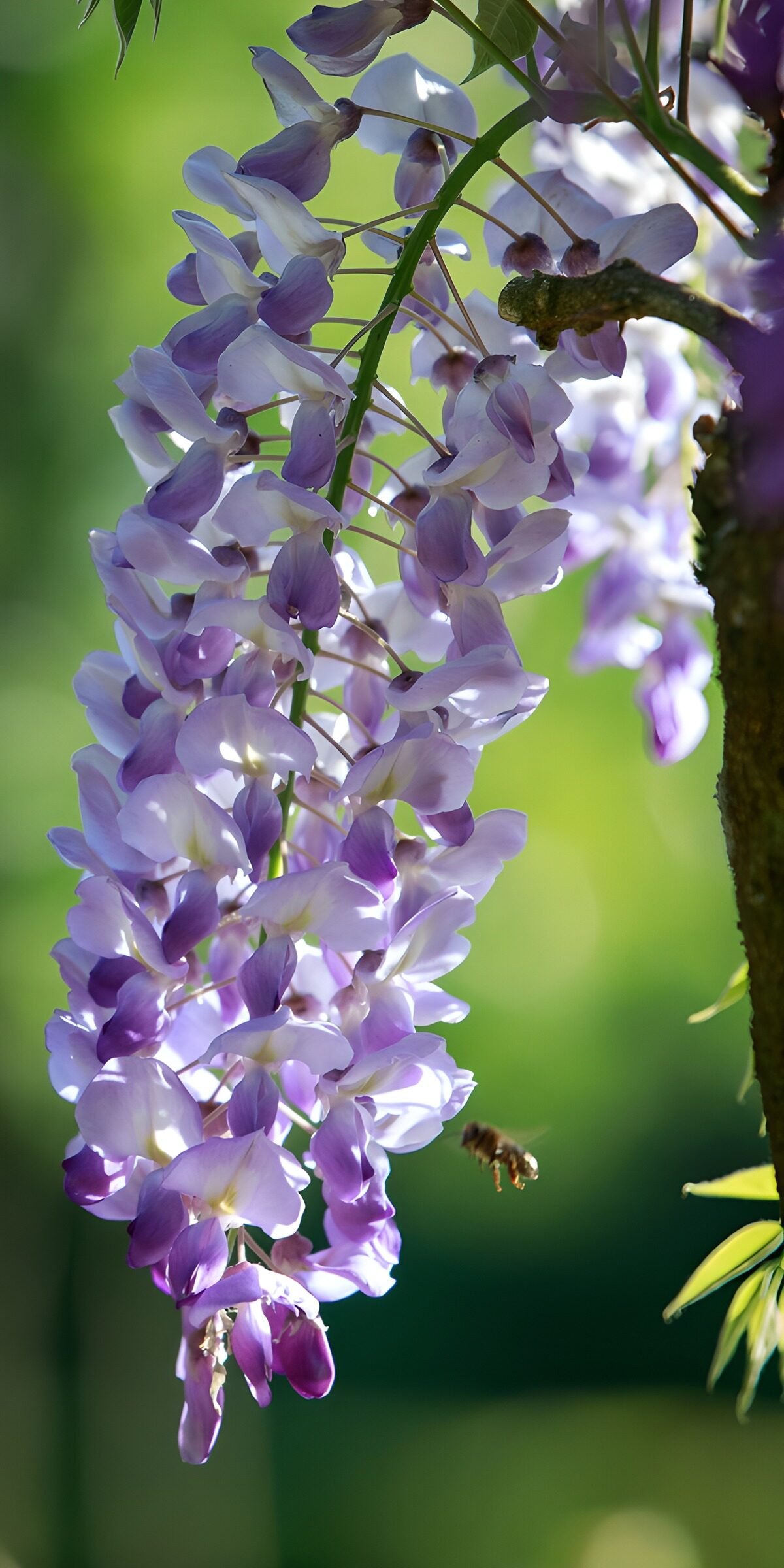 OCCOM8510236: Elegant Wisteria Blossoms