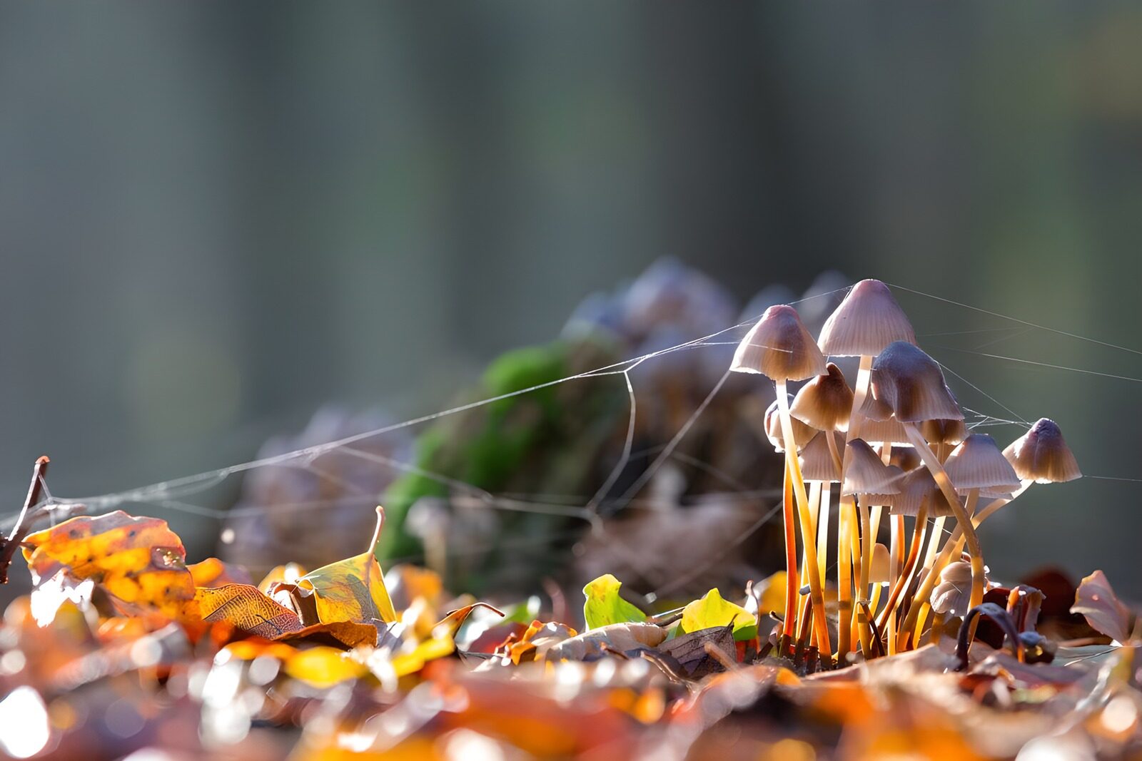 OCCOM3254281: Enchanted Forest Fungi