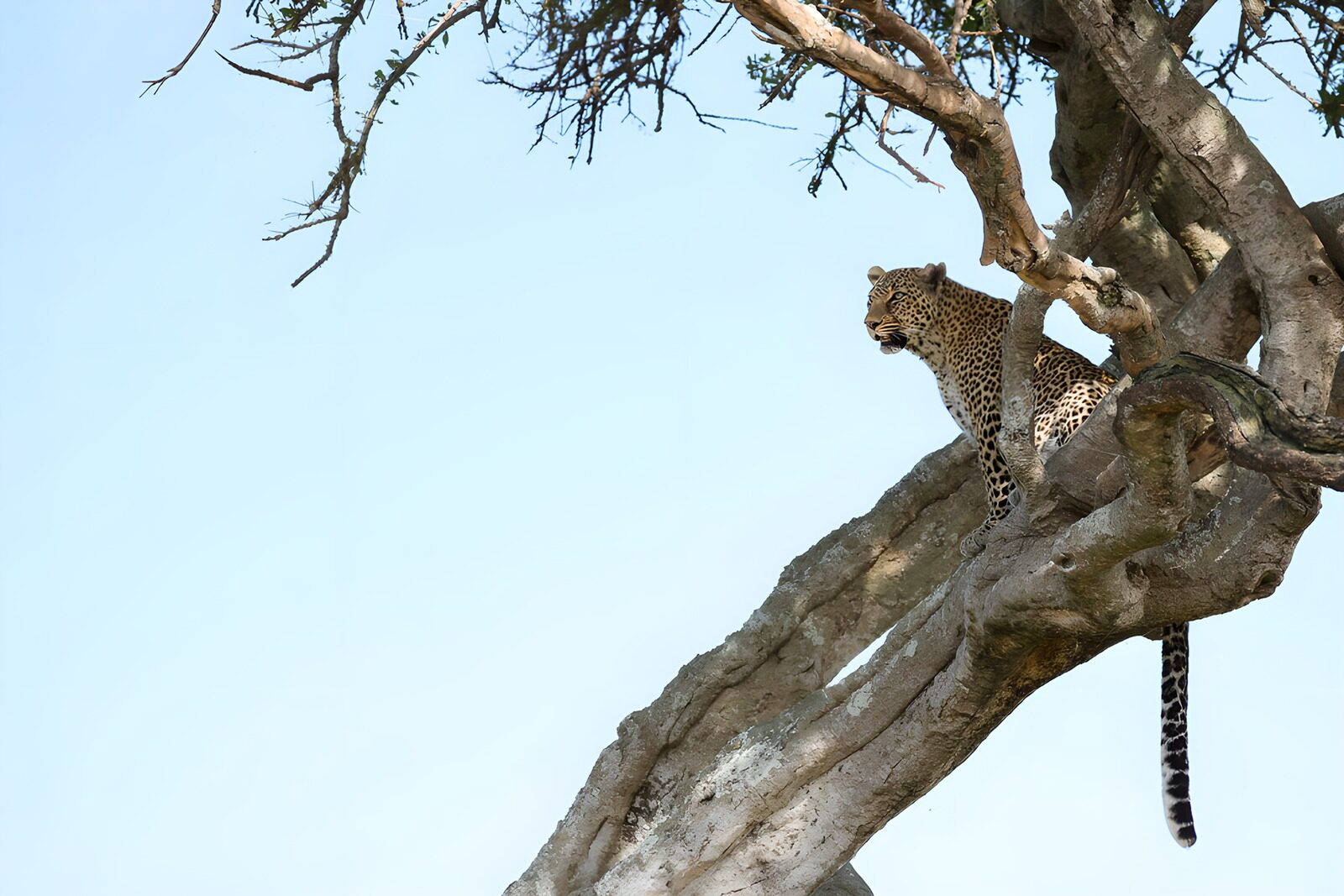 OCCOM2023664: Leopard Perched in a Tree