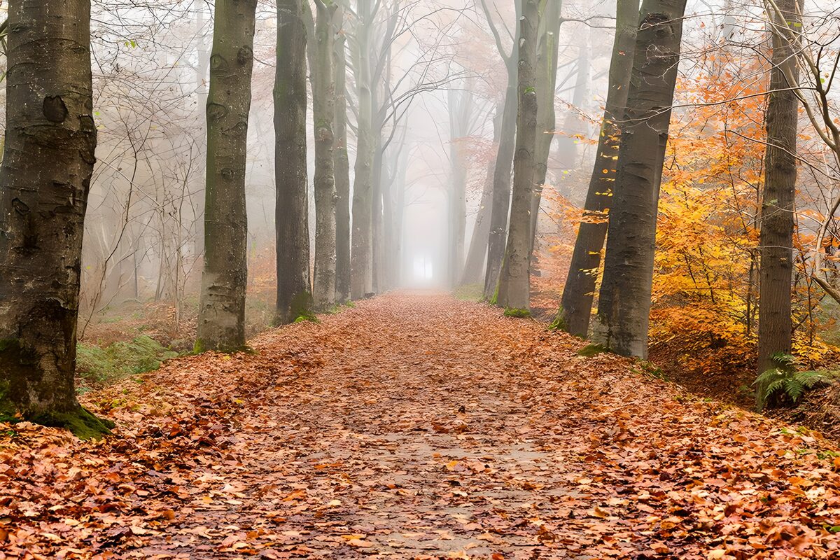 Misty Autumn Pathway Through the Forest