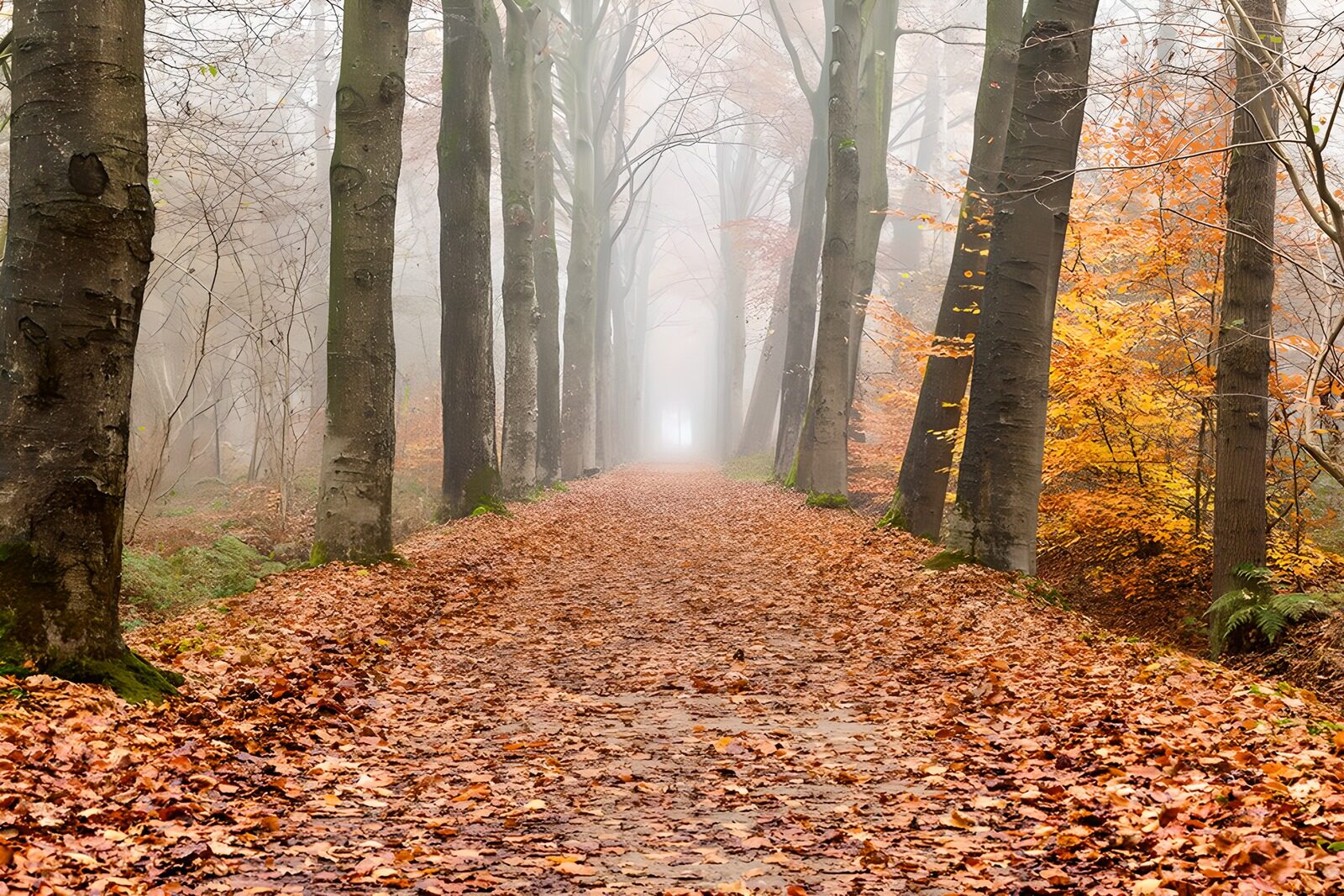 OCCOM1519403: Misty Autumn Pathway Through the Forest