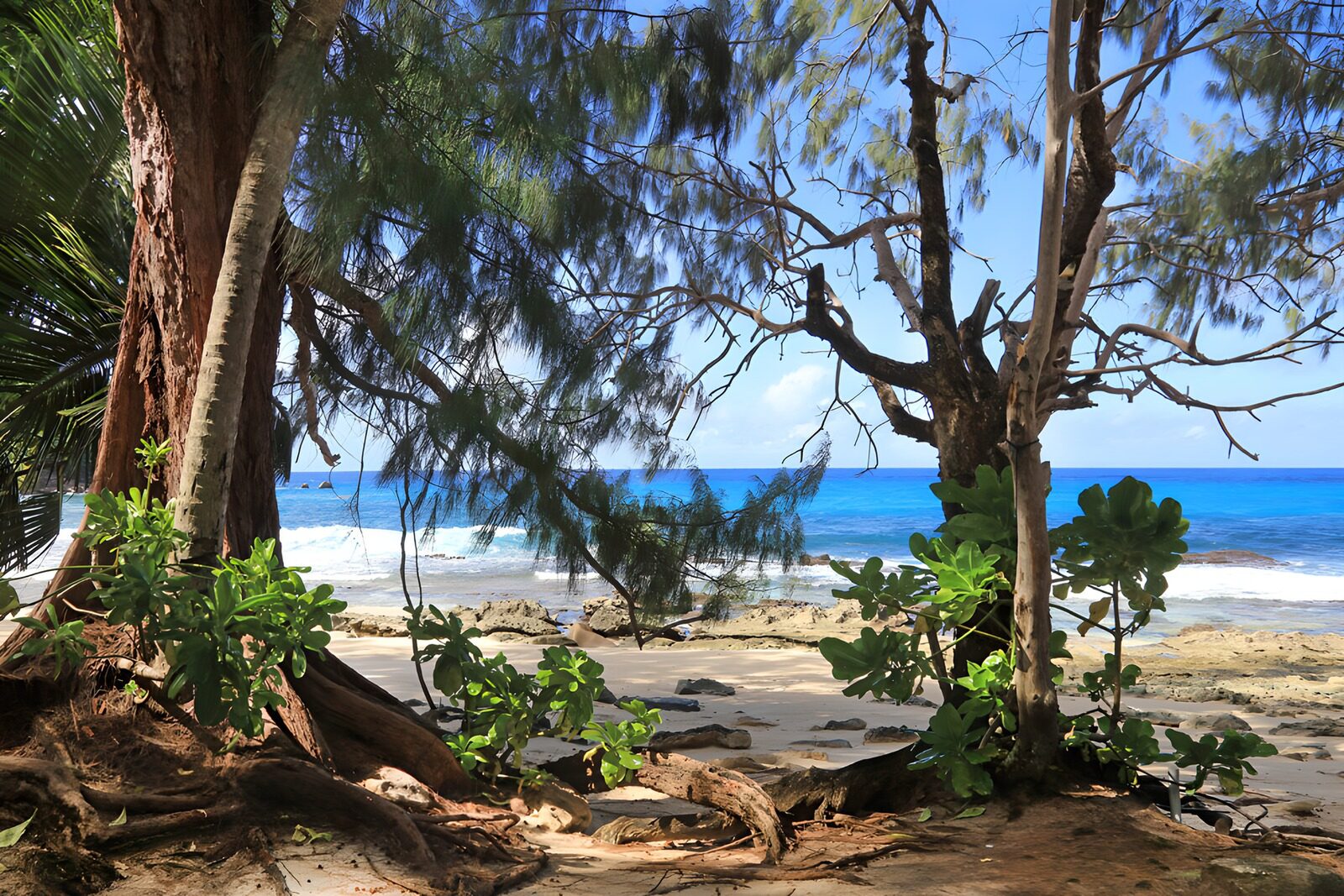 OCCOM8047556: Coastal Serenity Under the Trees