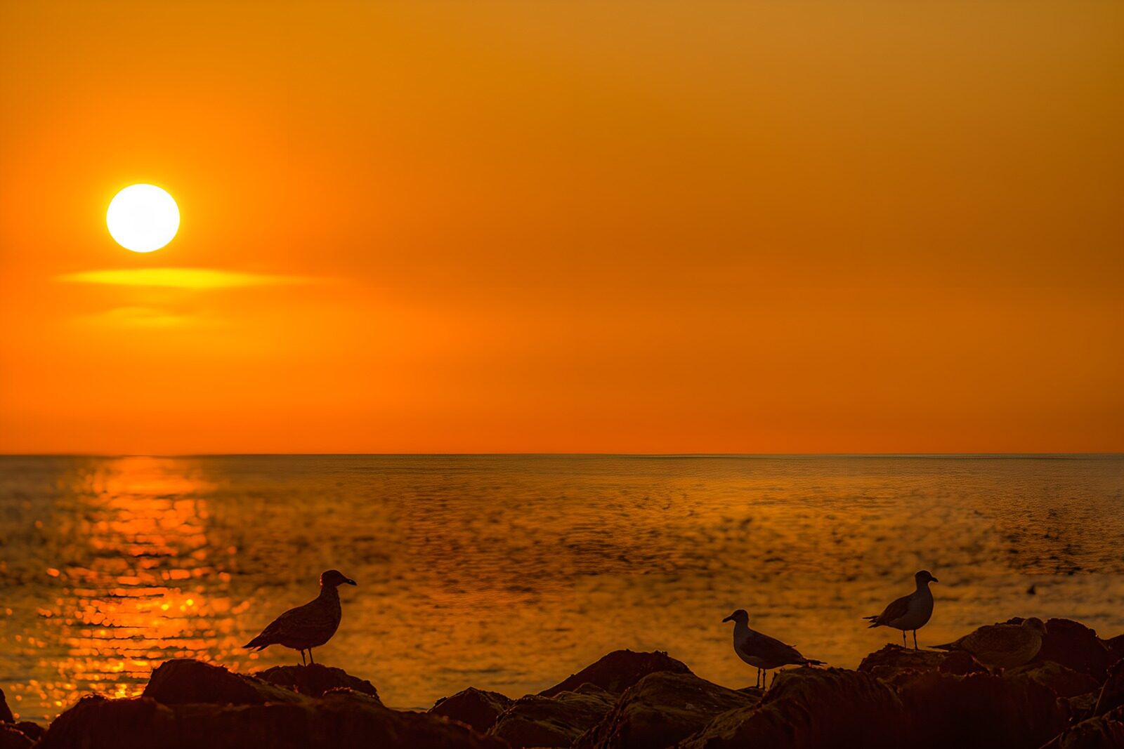 OCCOM4403687: Golden Sunset Over Tranquil Waters