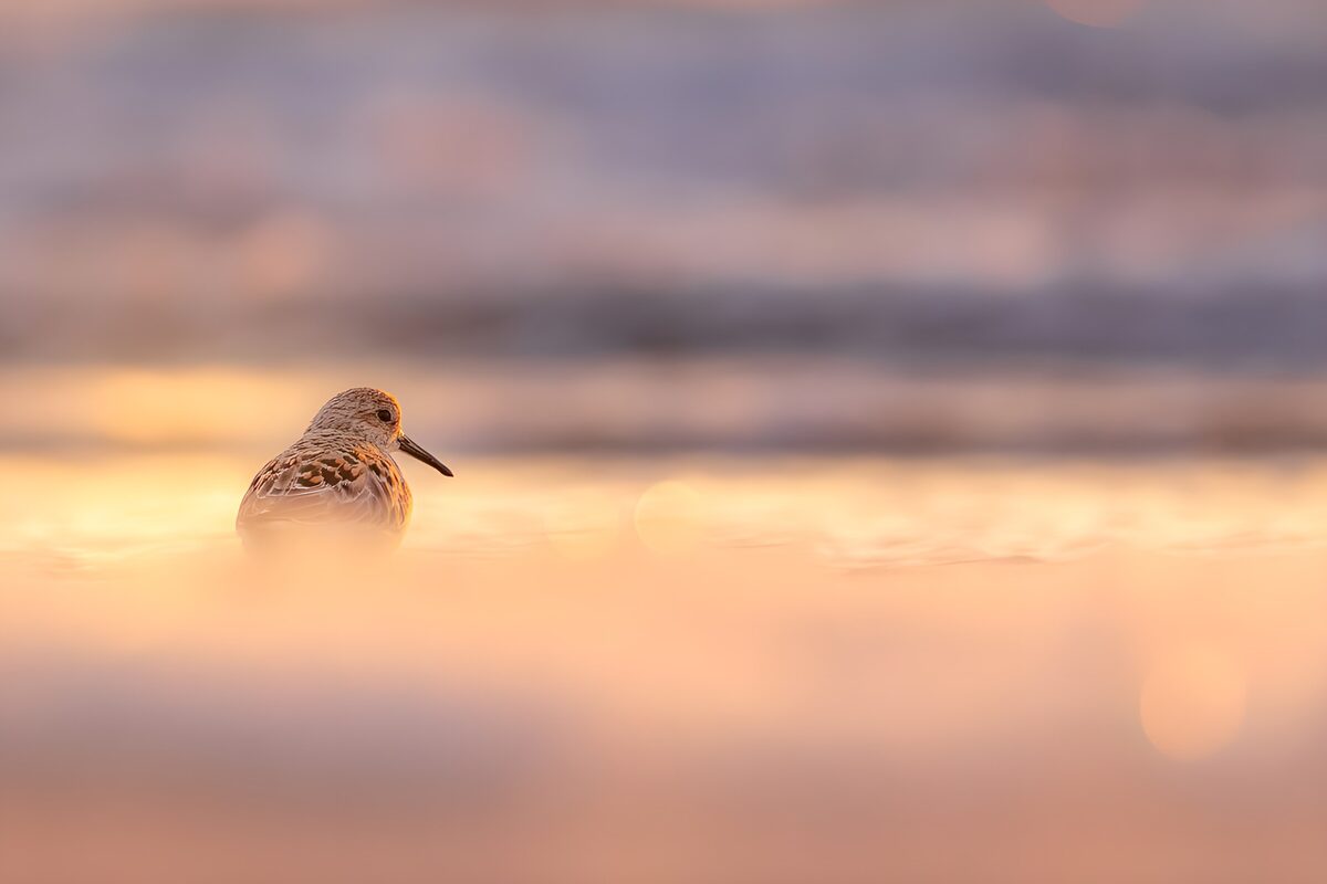 Serene Shorebird at Sunset