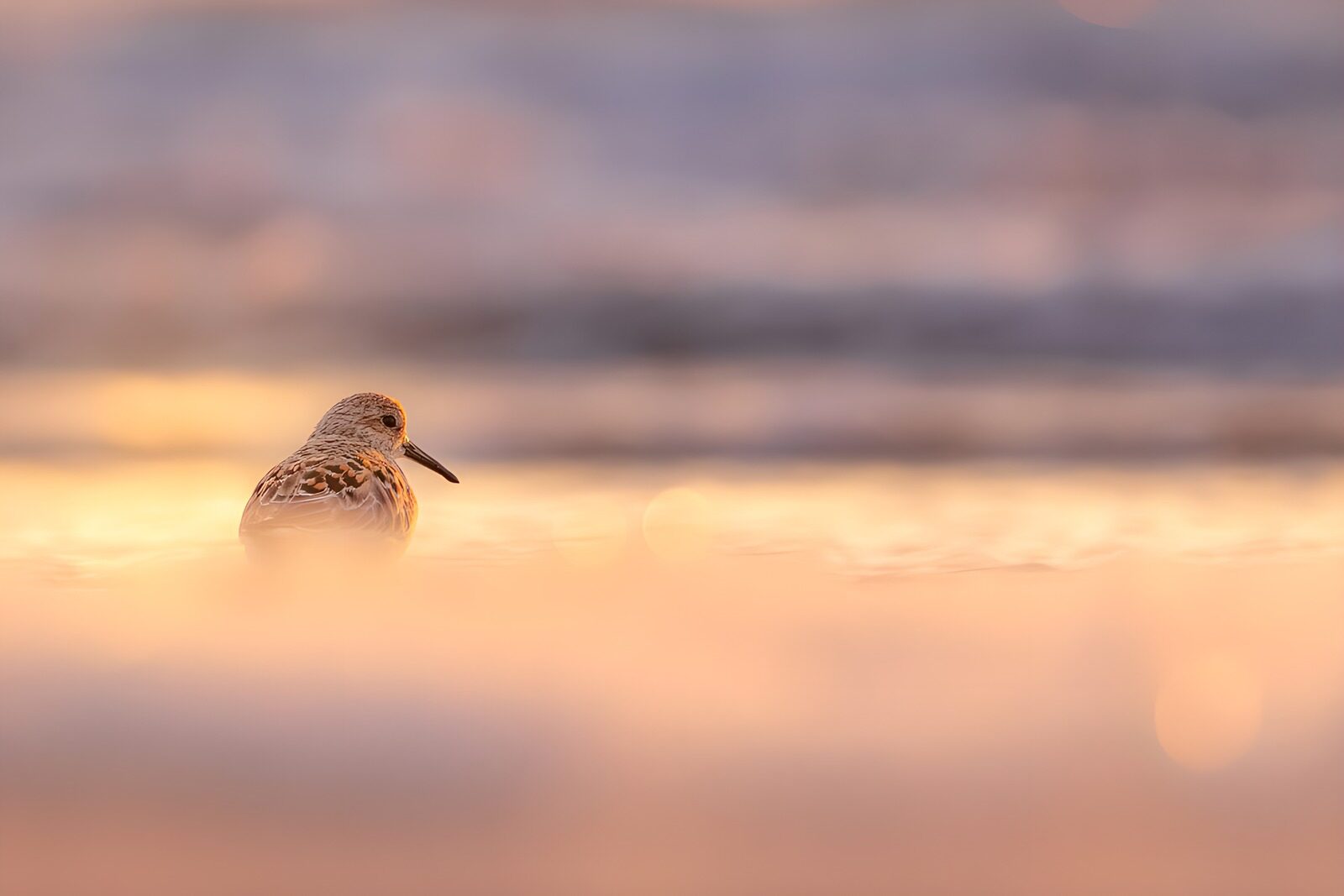 OCCOM2991569: Serene Shorebird at Sunset