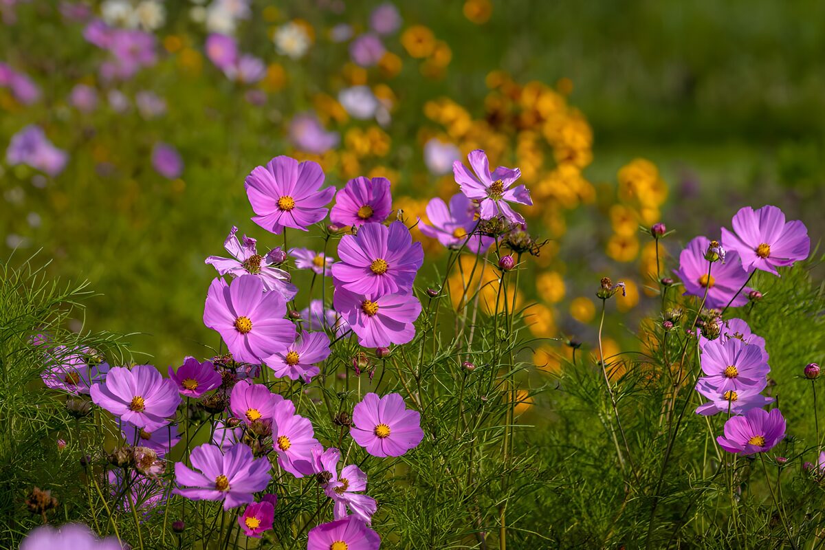 OCCOM3145770: Vibrant Pink Cosmos in Bloom