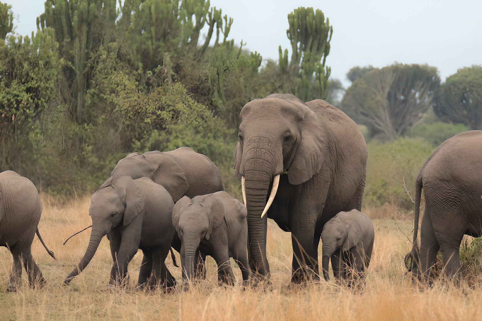 OCCOM3594427: Family of Elephants in the Wild