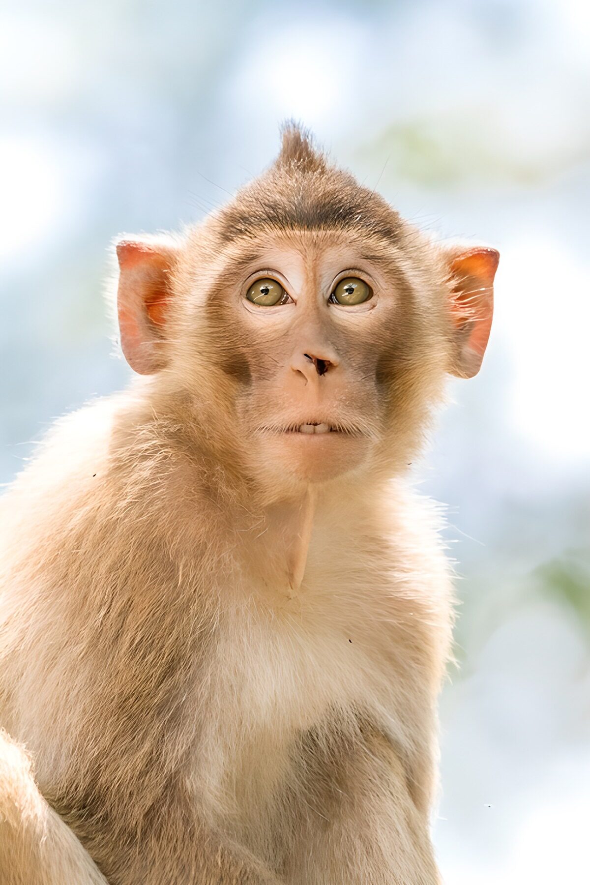 Curious Baby Monkey in Nature