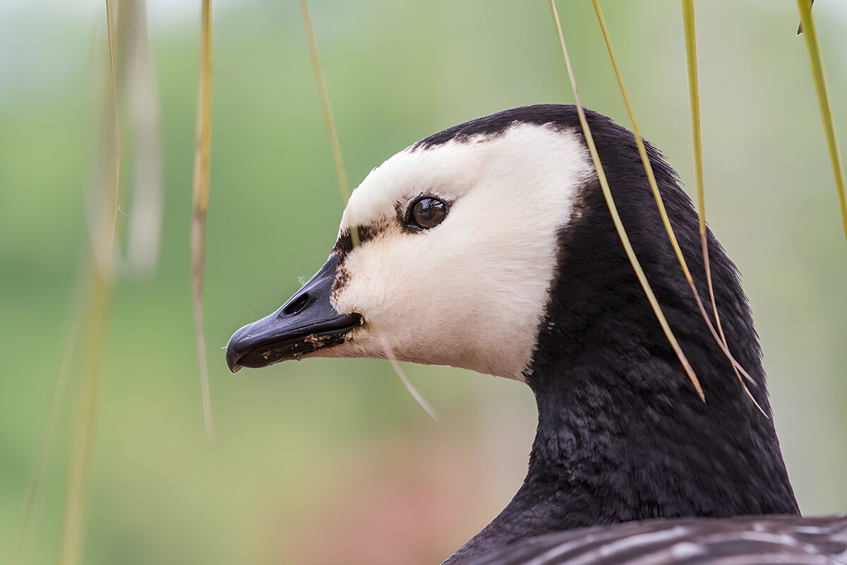 Elegant Waterfowl Profile