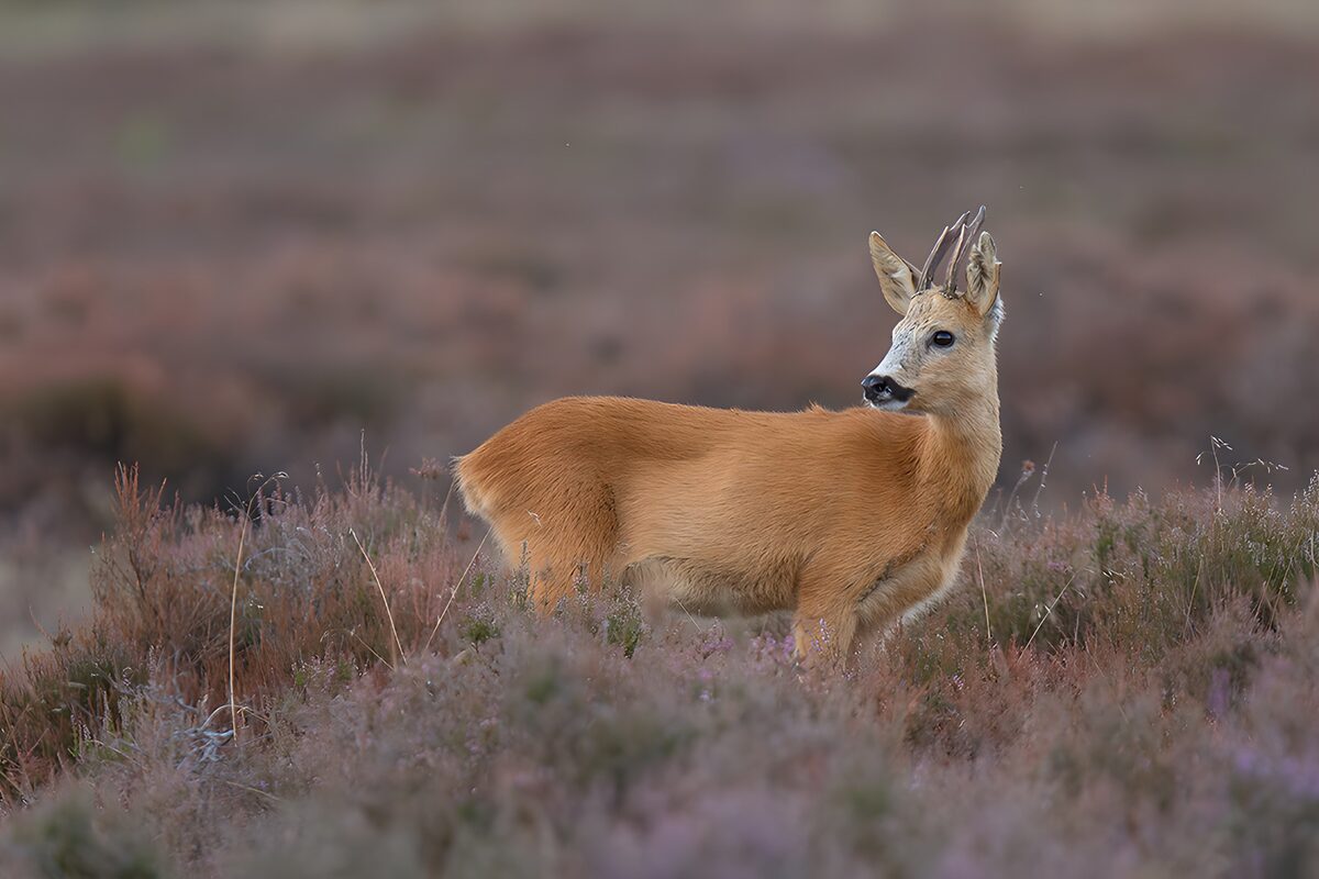 Majestic Roe Deer in Blooming Heather