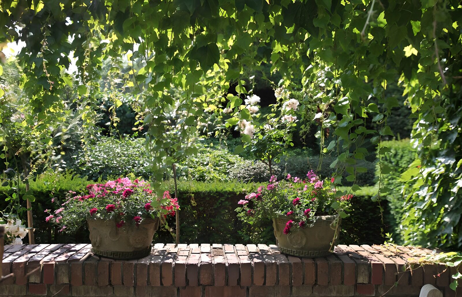 OCCOM9345426: Serene Garden Blooms Under Lush Canopy