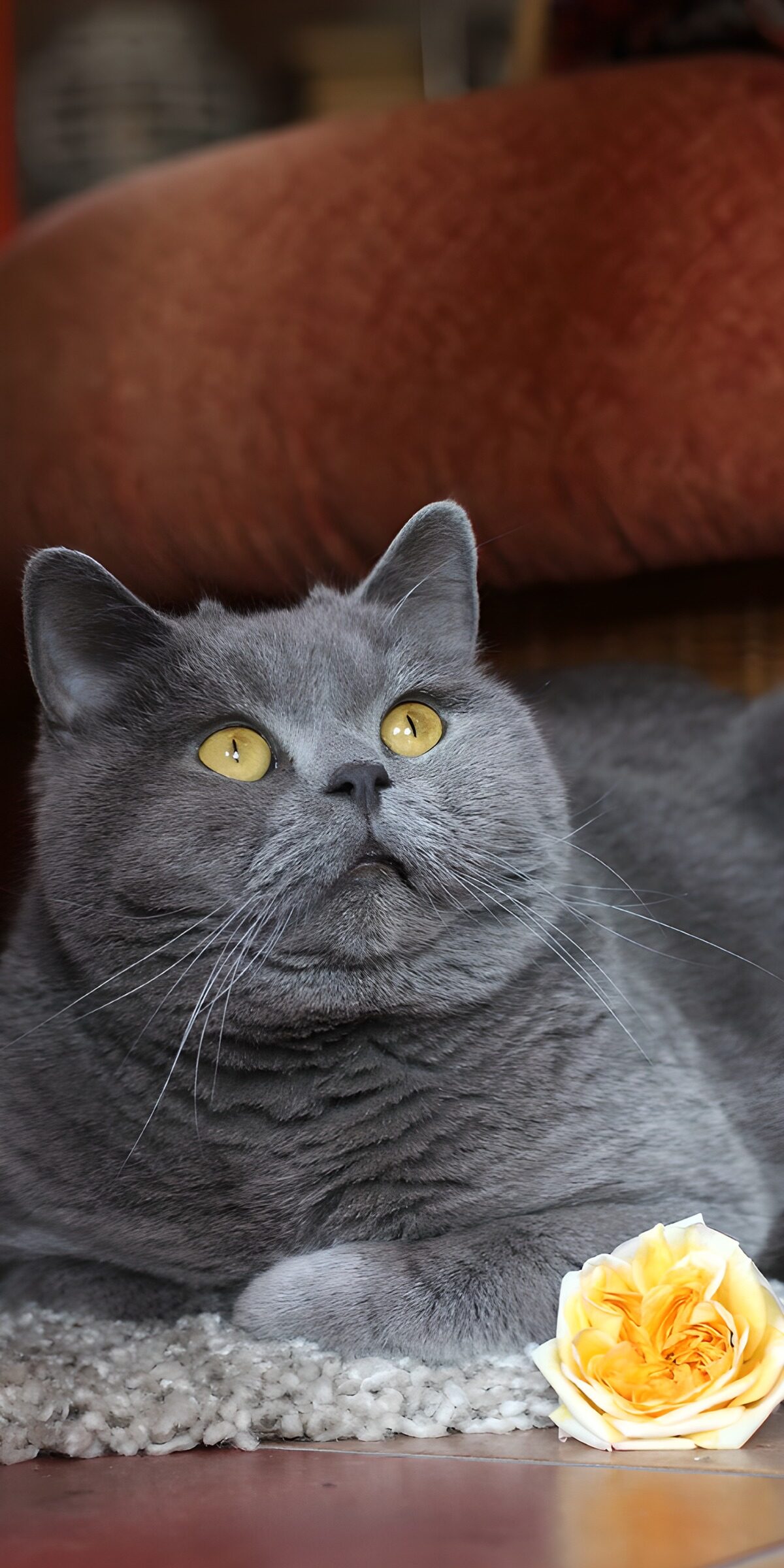 OCCOM3664834: Curious Gray Cat with a Yellow Rose