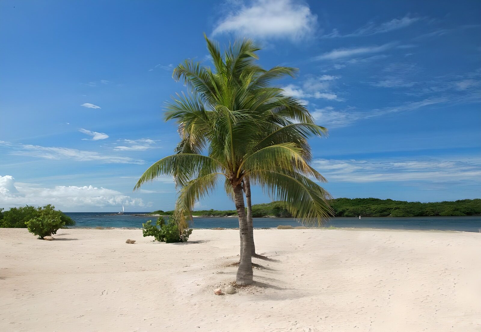 OCCOM5568155: Serene Beach with a Palm Tree