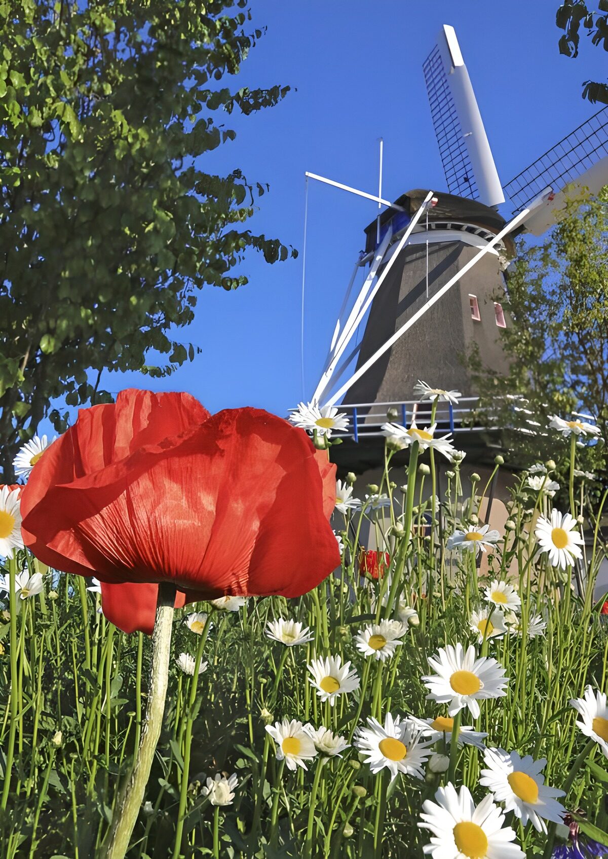 "Windmill Amidst Vibrant Flowers"