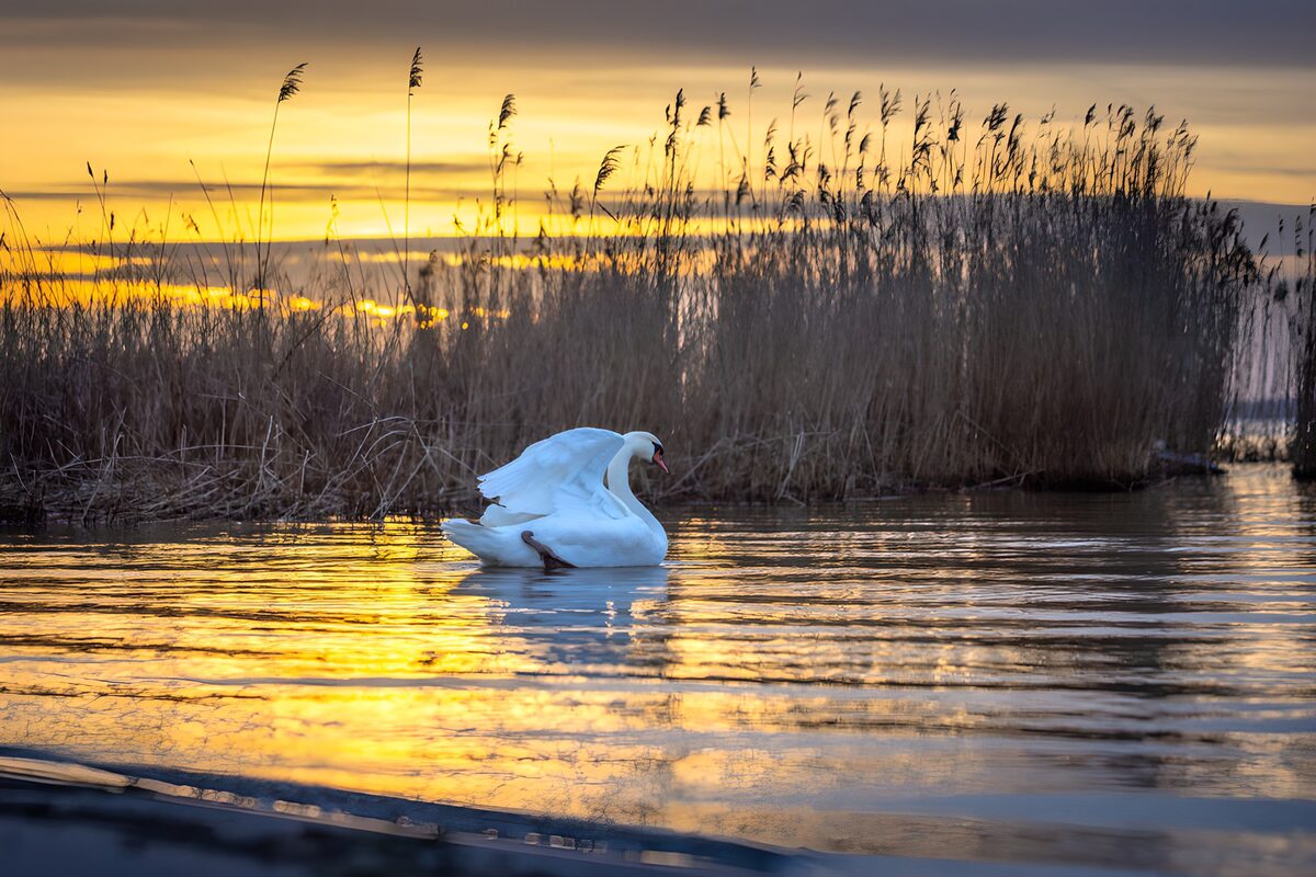 Serene Swan at Sunset