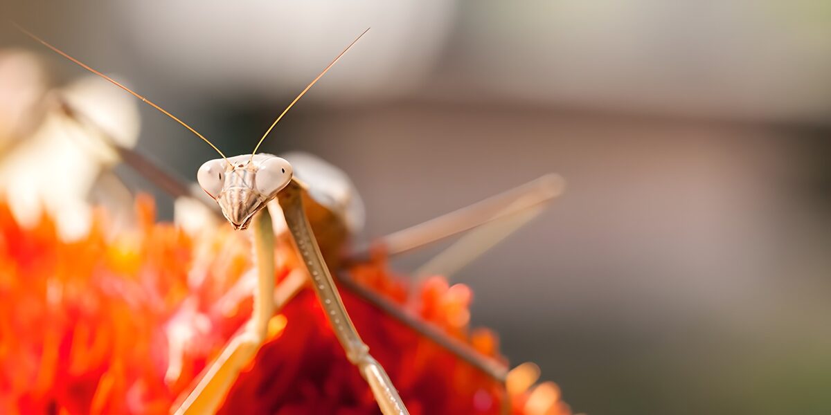Close-Up of an Intriguing Praying Mantis