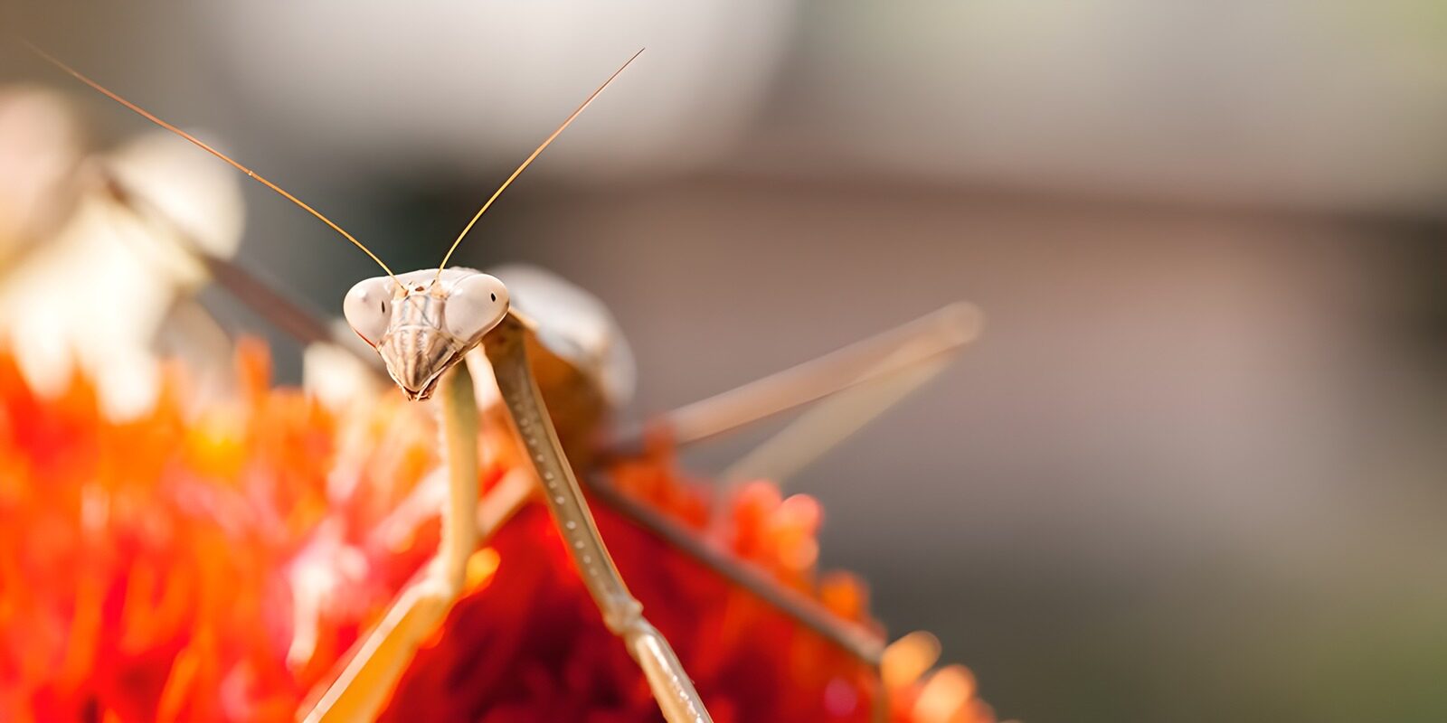 OCCOM7157867: Close-Up of an Intriguing Praying Mantis