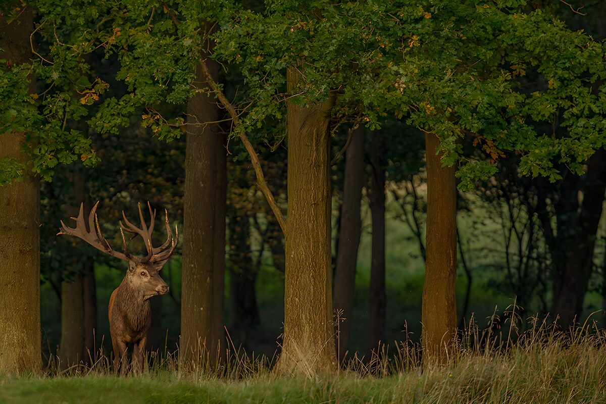 Majestic Stag in the Forest