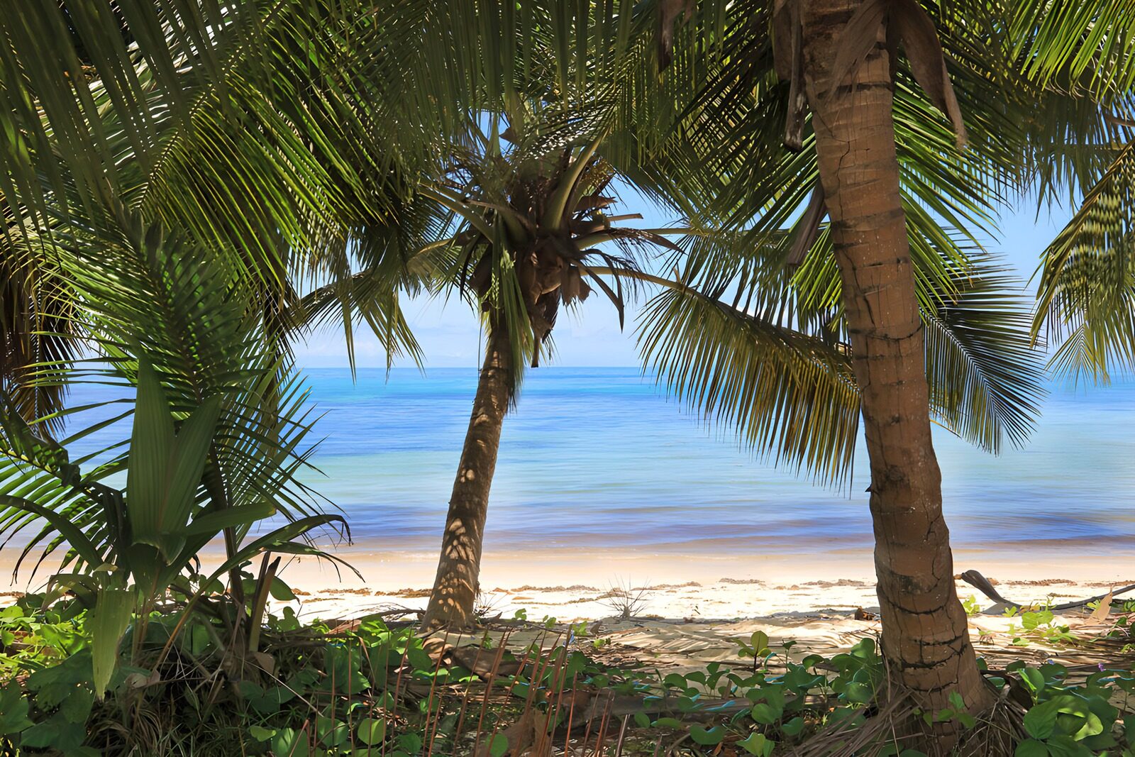 OCCOM2806129: Tranquil Tropical Beach View