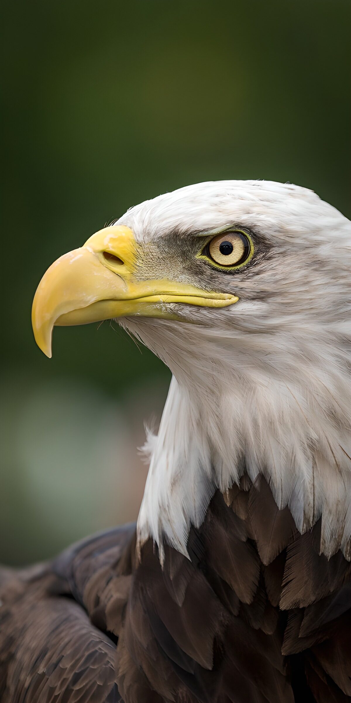 OCCOM9579401: Majestic Bald Eagle Portrait