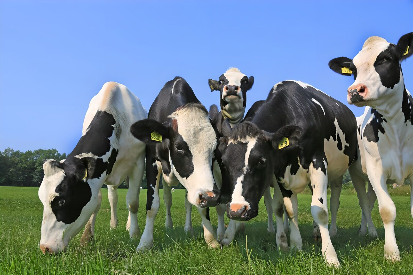 OCCOM1562307: Curious Cows in a Green Field