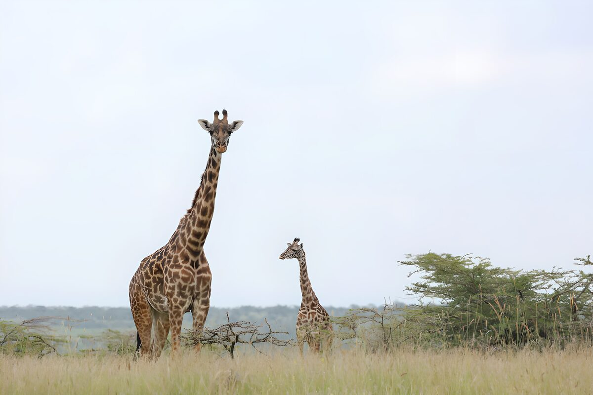 Majestic Giraffes in the Savanna