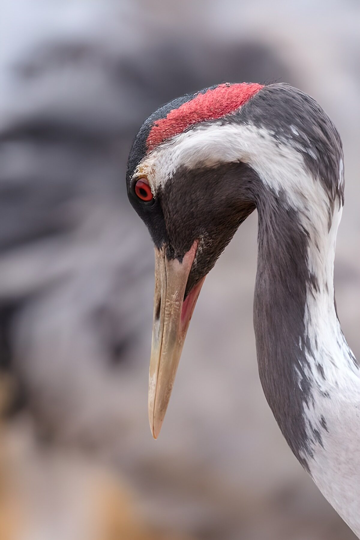 Elegant Crane Close-Up