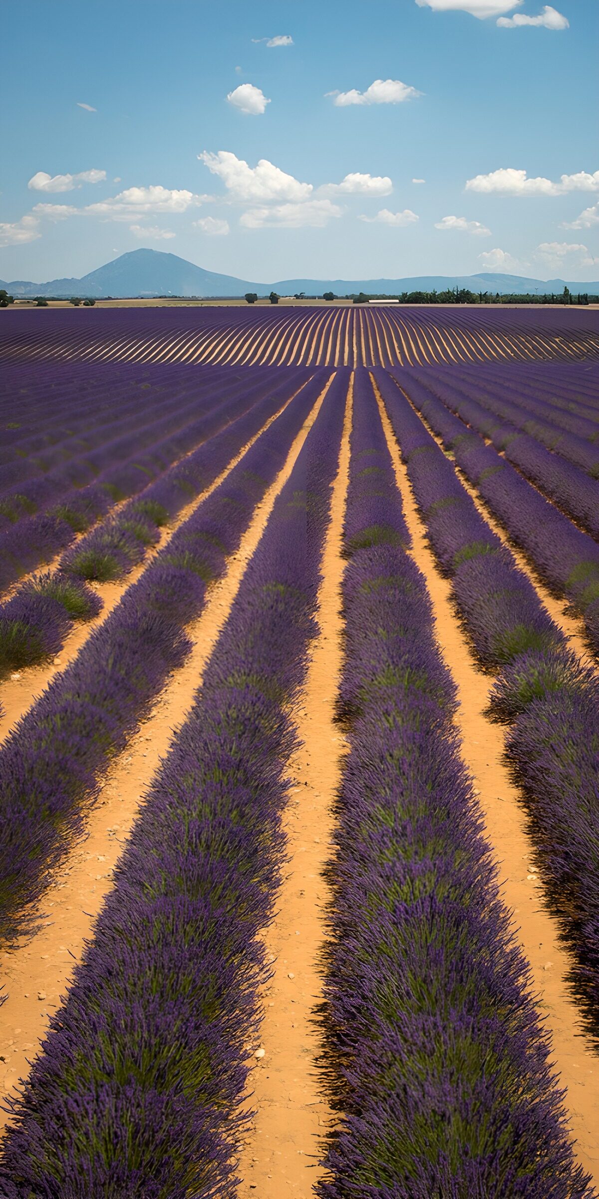 OCCOM1684649: Serene Lavender Fields in Full Bloom