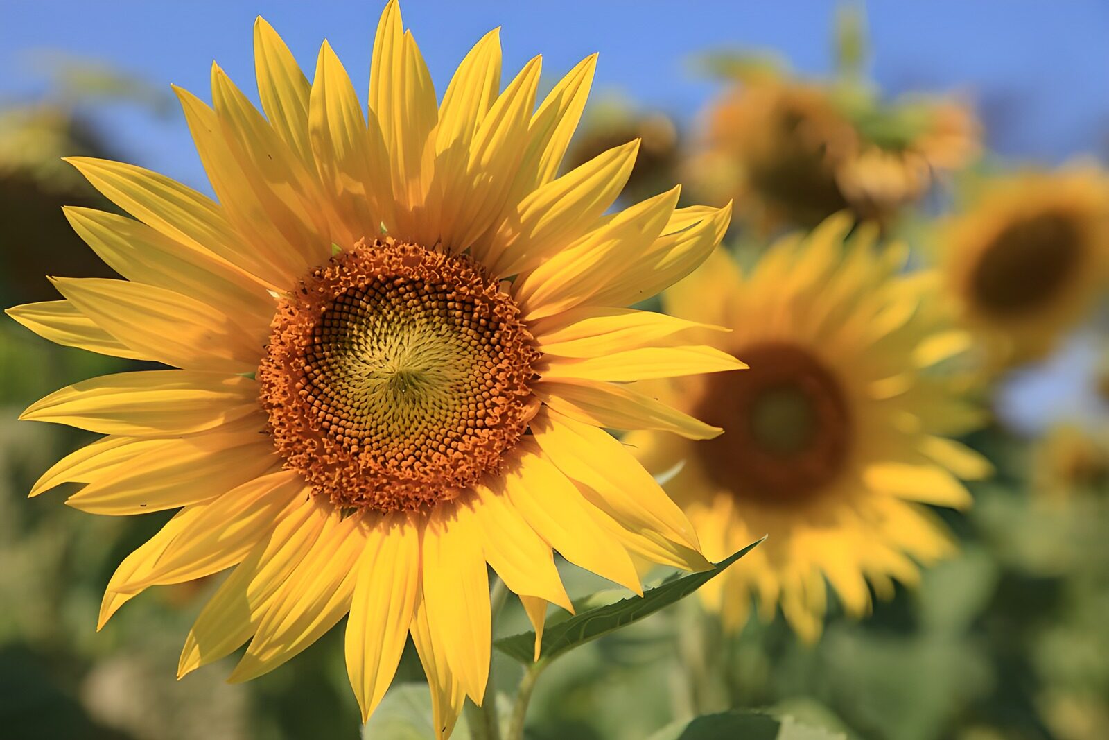 OCCOM3739851: Bright Sunflower Blooms in Full Glory