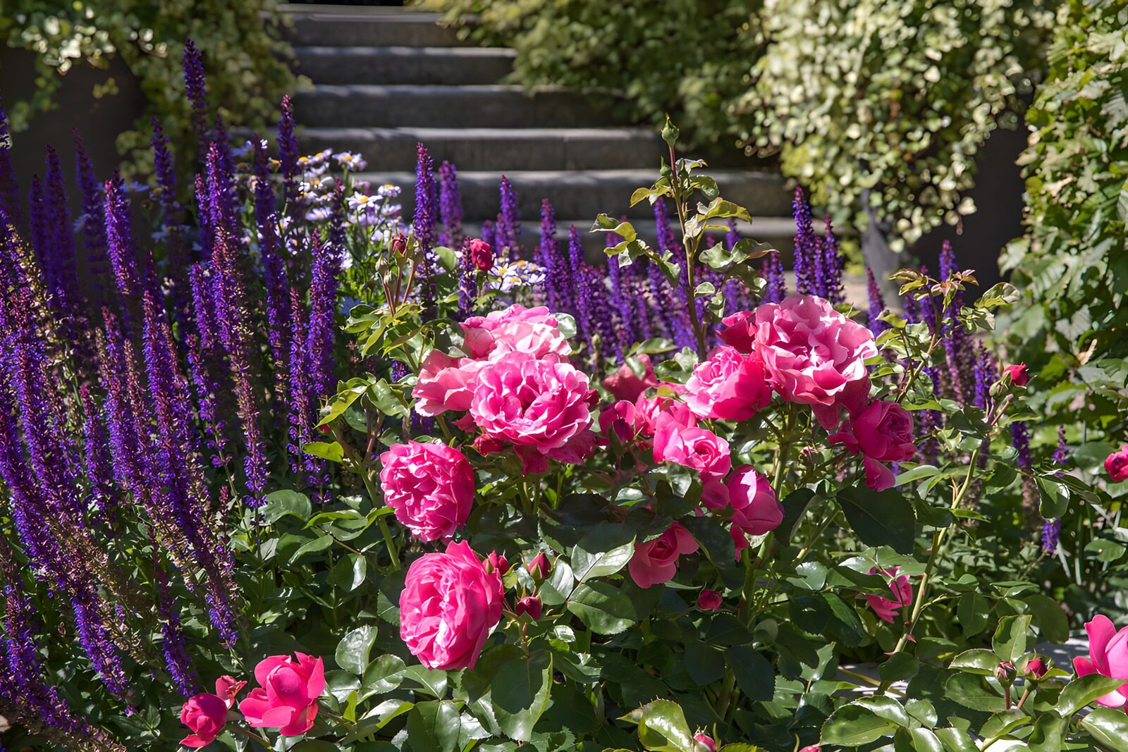 OCCOM4780246: Vibrant Pink Roses Amidst Lavender Blooms