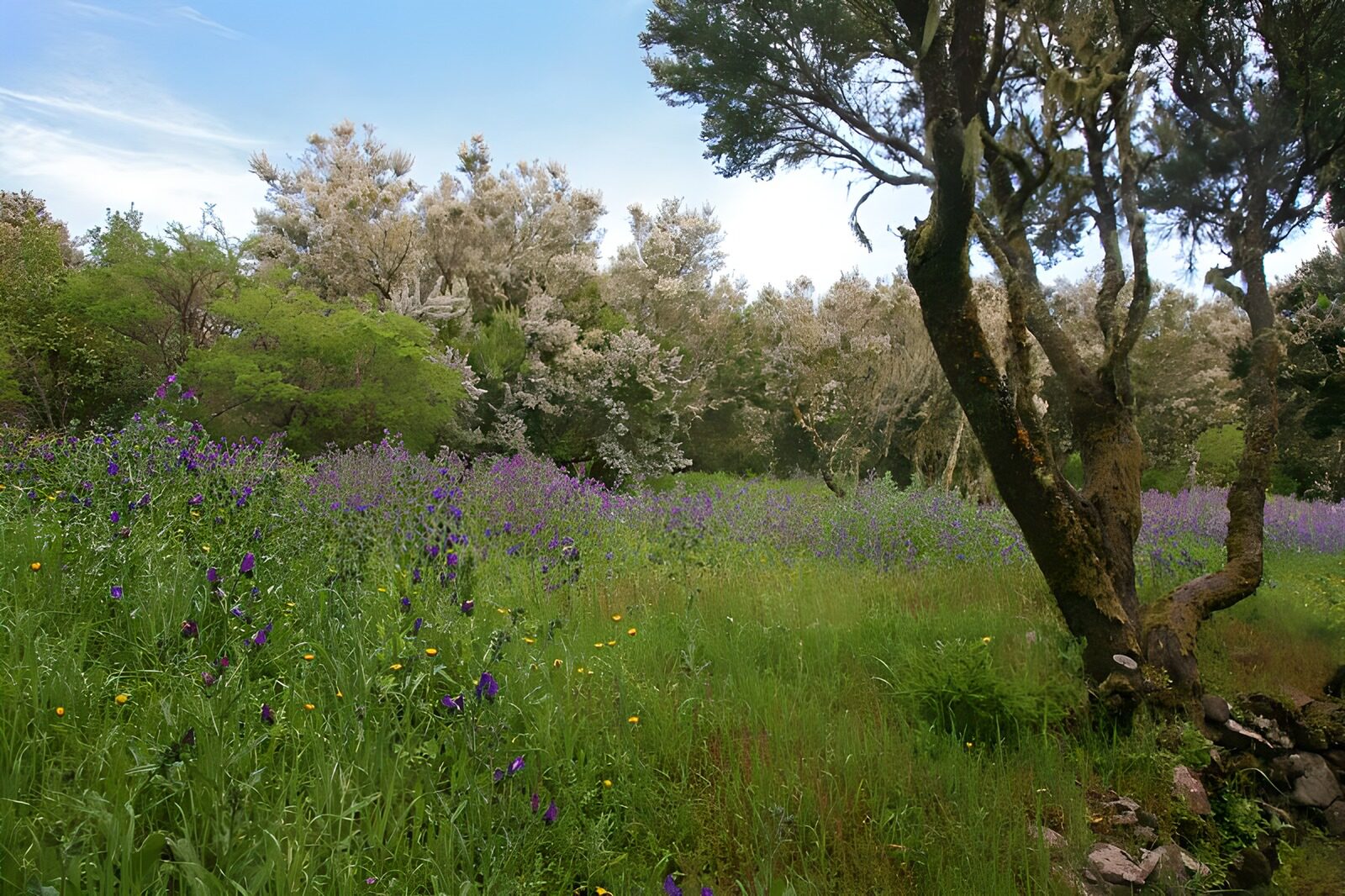 OCCOM7508106: Lush Meadow Under Clear Blue Sky