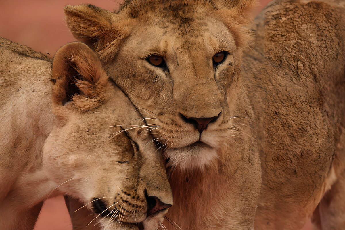 Loving Lionesses in the Wild