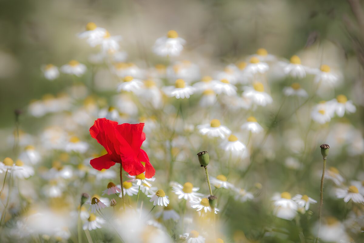 OCCOM2449355: Vibrant Blossom Among the Daisies