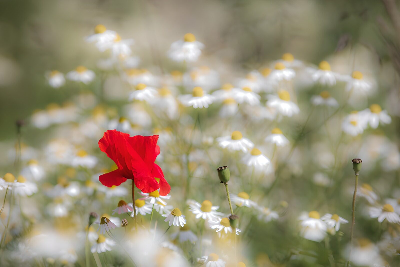 OCCOM2449355: Vibrant Blossom Among the Daisies