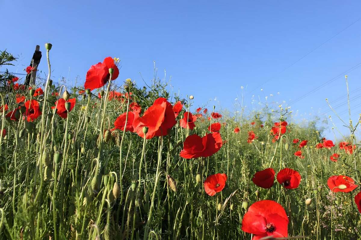 Vibrant Red Poppy Field Under Blue Sky
