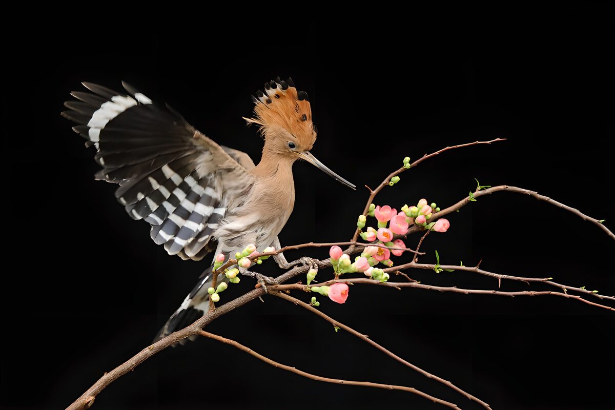 Vibrant Hoopoe on Blooming Branch