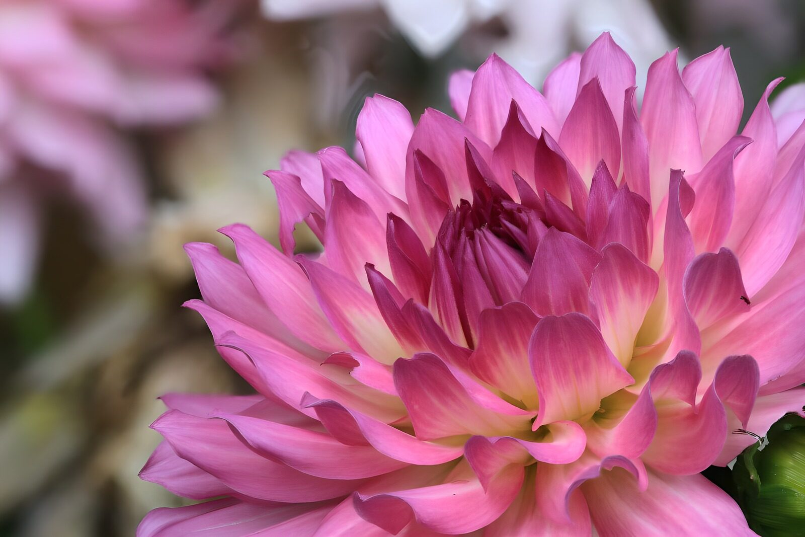 OCCOM3395317: Vibrant Pink Dahlia Blossom