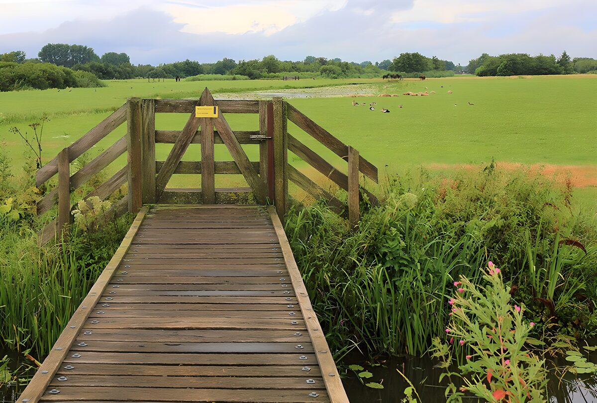 Tranquil Meadow Pathway