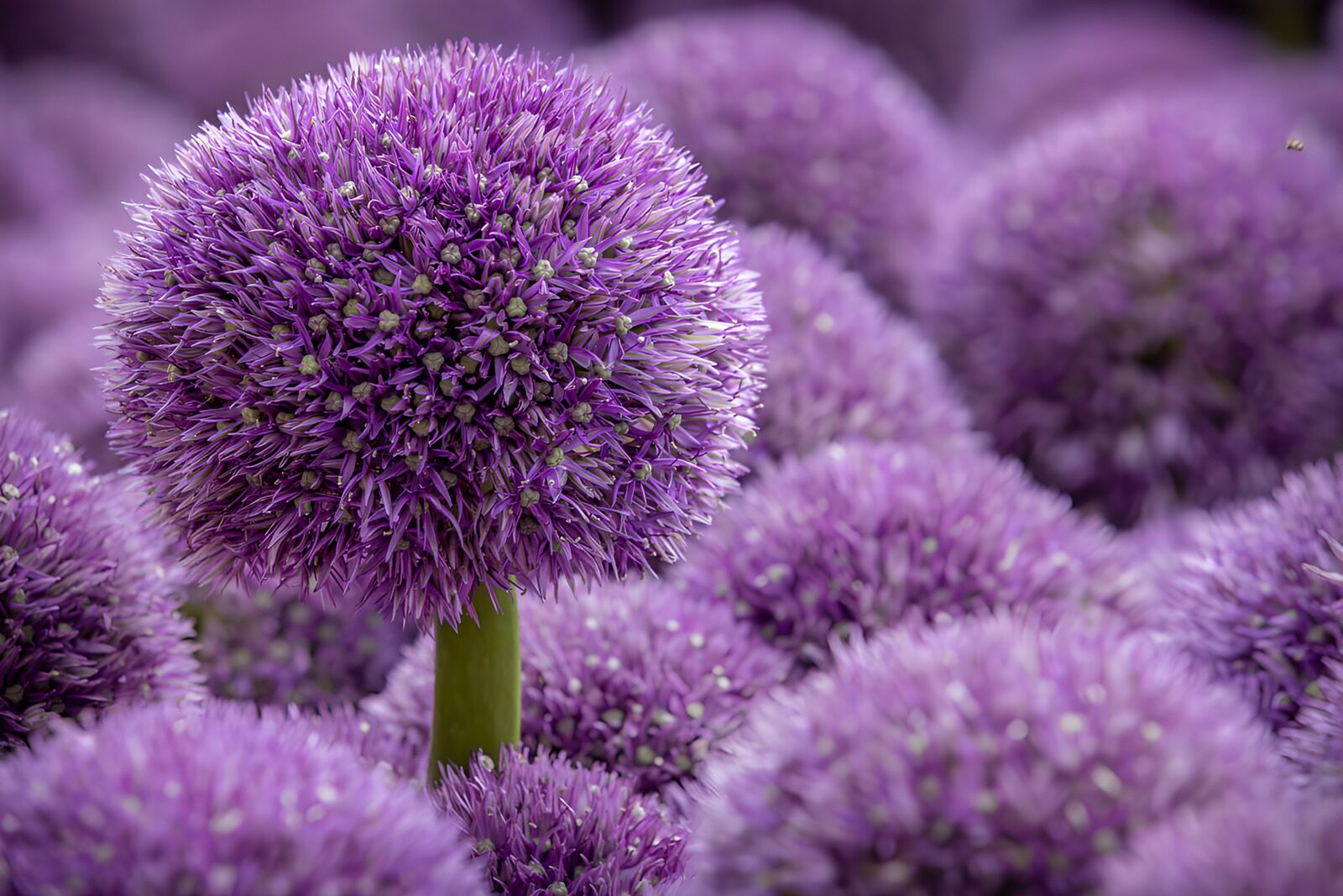 OCCOM9647335: Purple Blossoms in Bloom