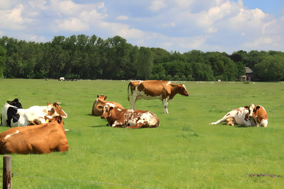 Serene Pasture: Cows at Rest