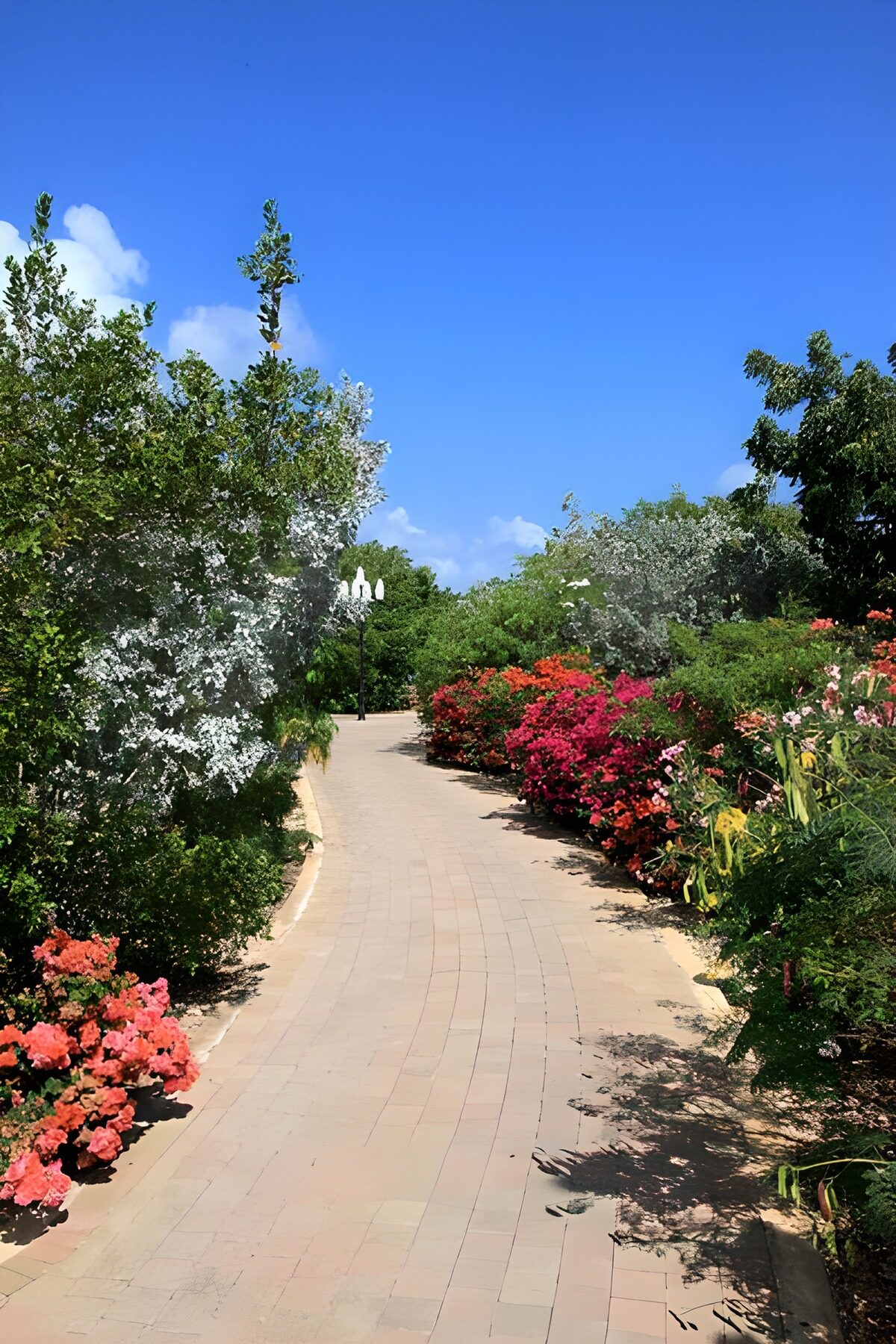 Serene Garden Pathway Under Blue Skies