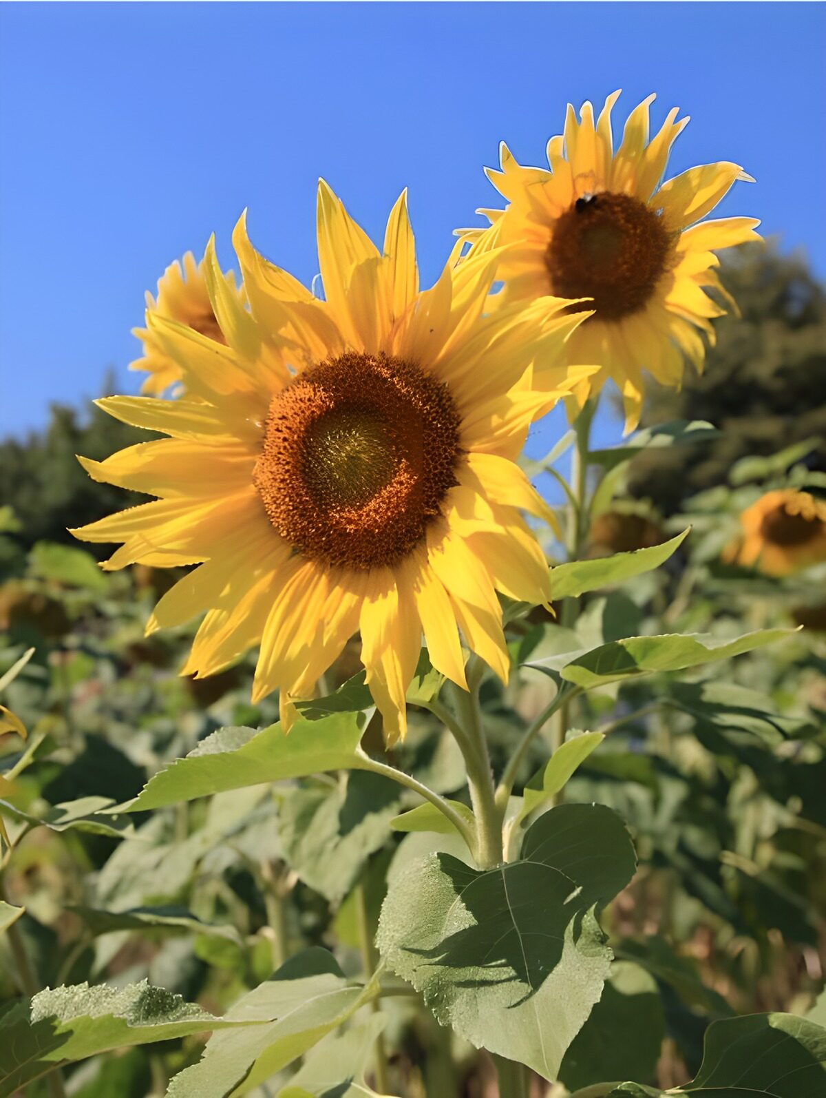 OCCOM4991436: Bright Sunflowers in Bloom