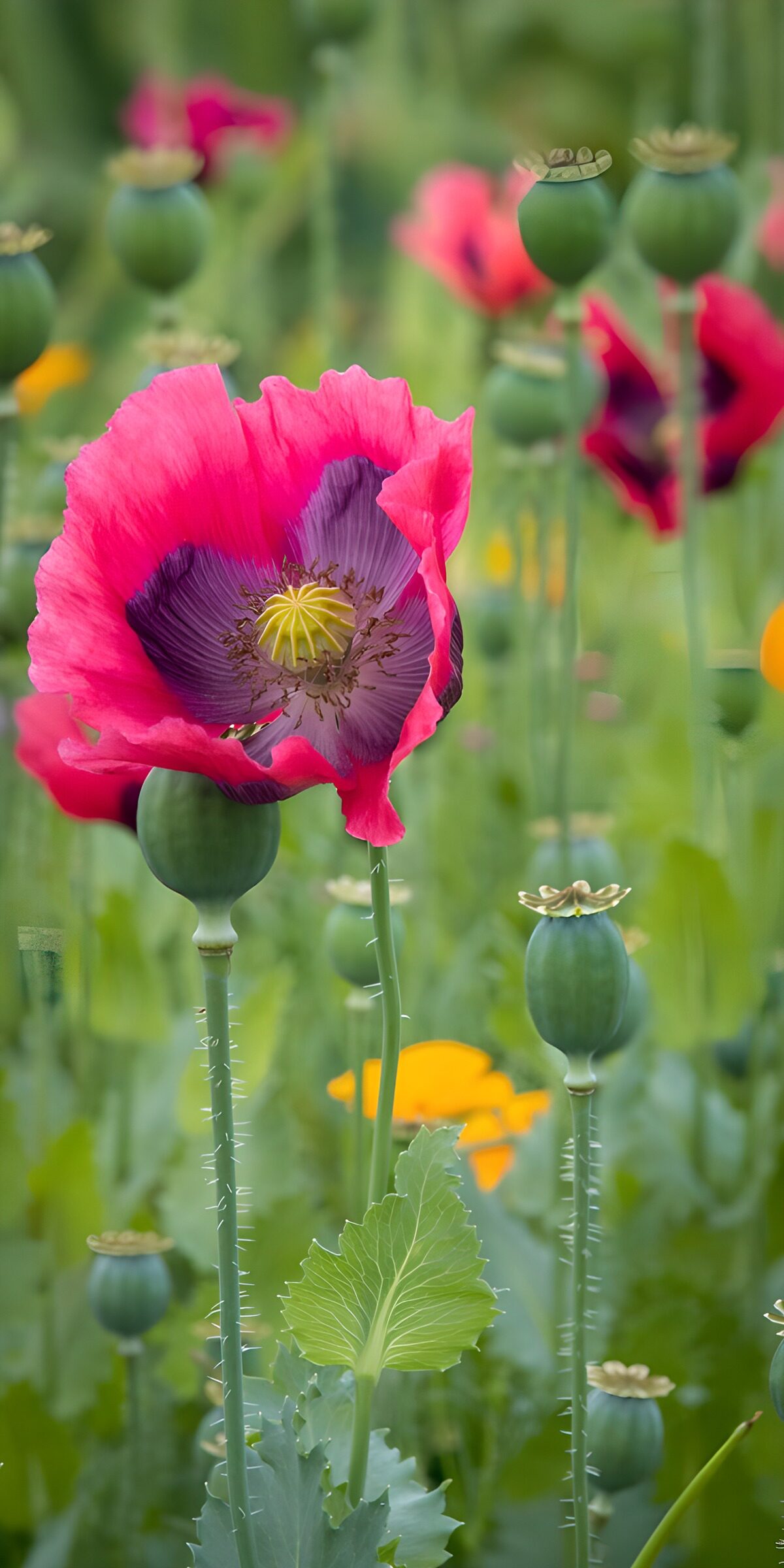 OCCOM1527140: Vibrant Poppy Blooms in Nature