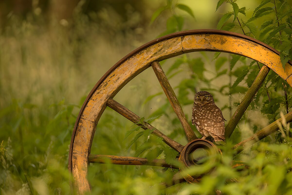 Owl in the Old Wheel