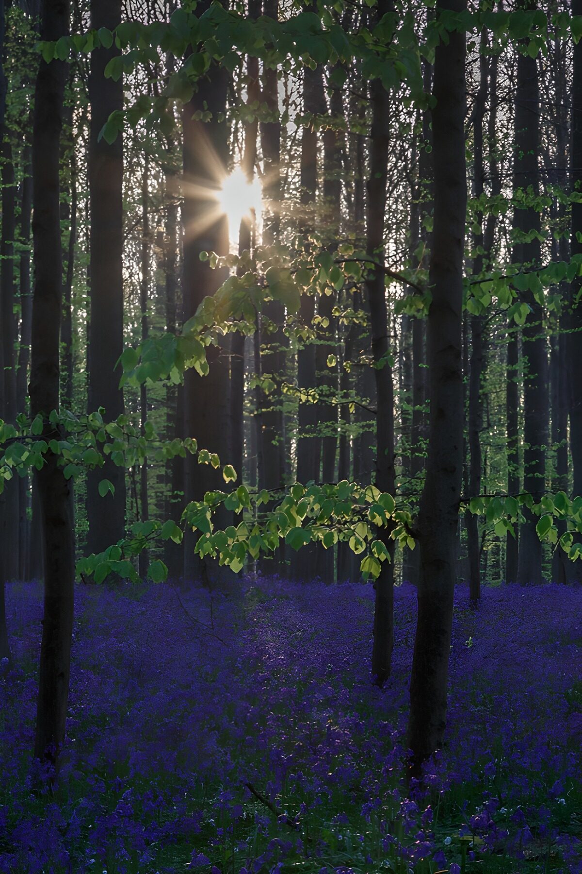 Sunlight Through the Forest