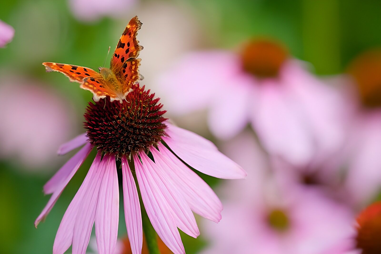 OCCOM9987355: Butterfly on Pink Flower
