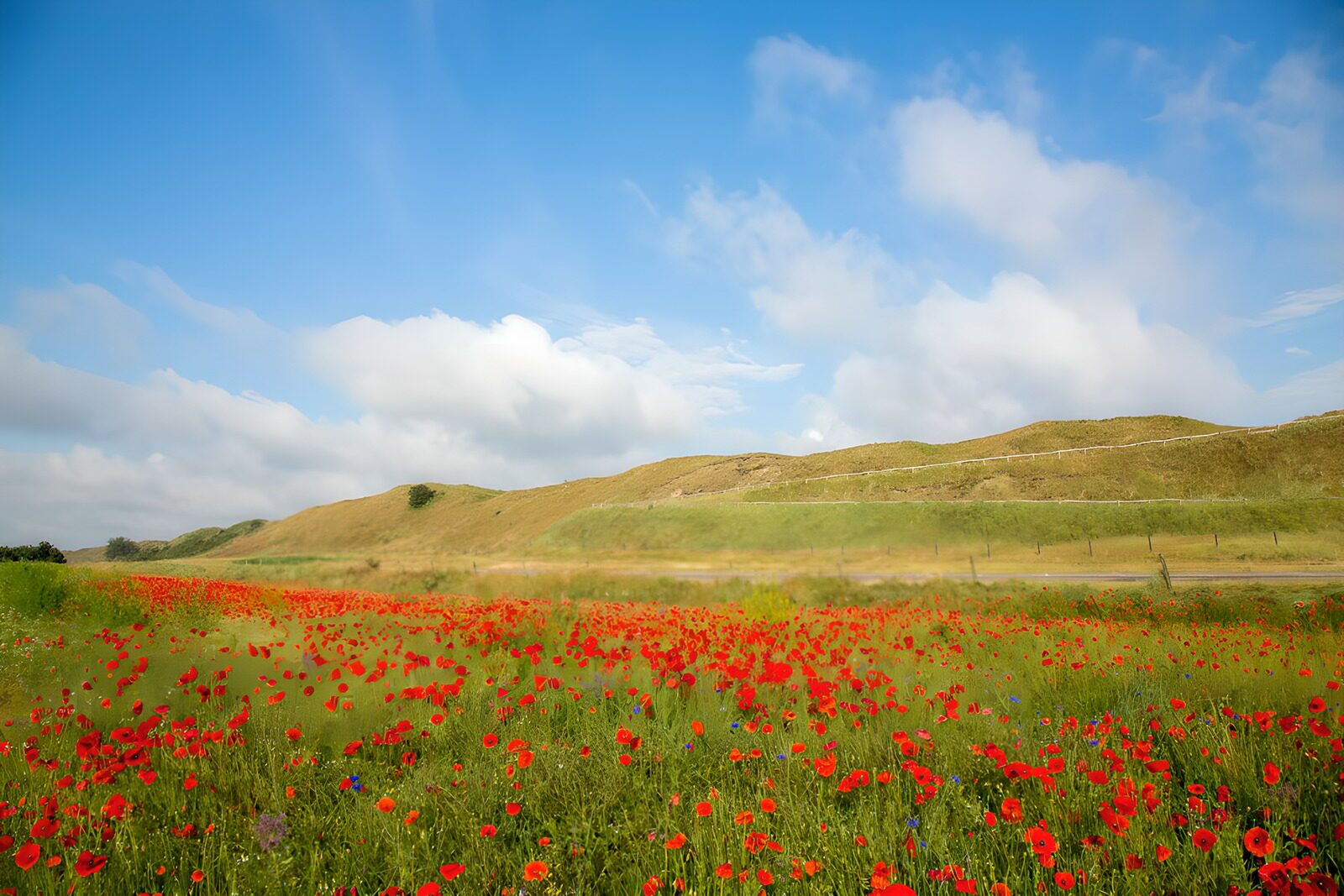 OCCOM1077044: Vibrant Poppy Field Under Blue Skies